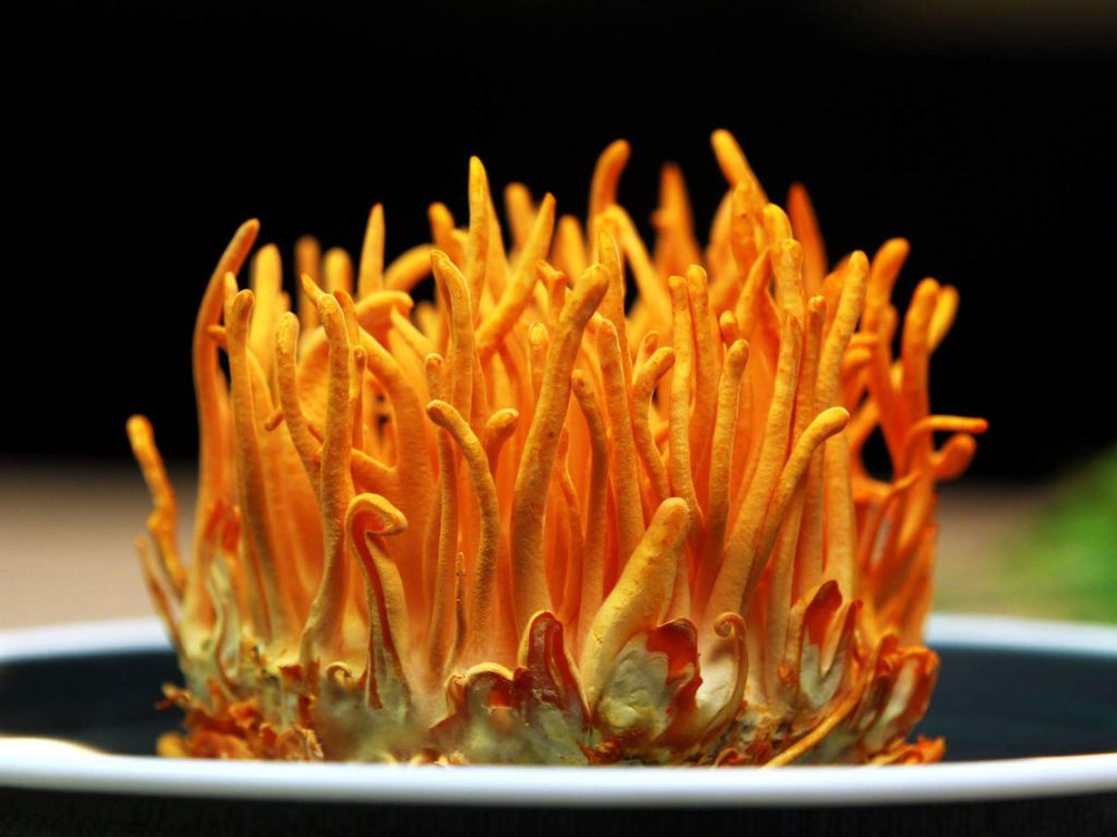 4. Đông trùng hạ thảo nuôi cấy: giải pháp hiện đại, dược tính cao